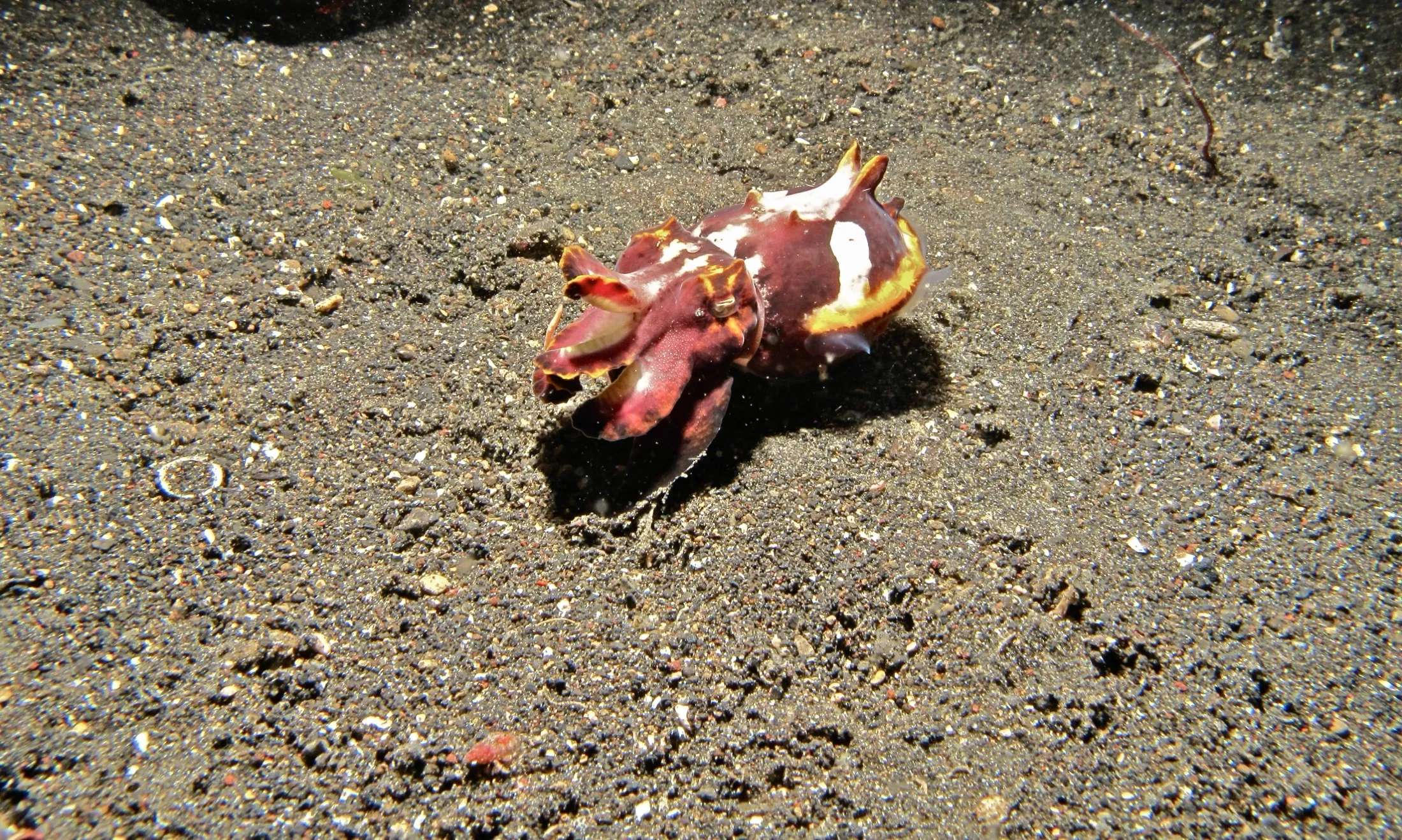 Sotong flamboyan — salah satu penghuni terkenal selat ini.