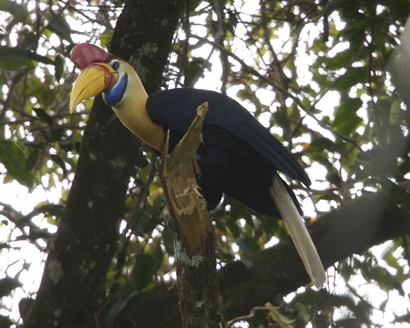 Julang sulawesi — di sini dipanggil burung taong.
