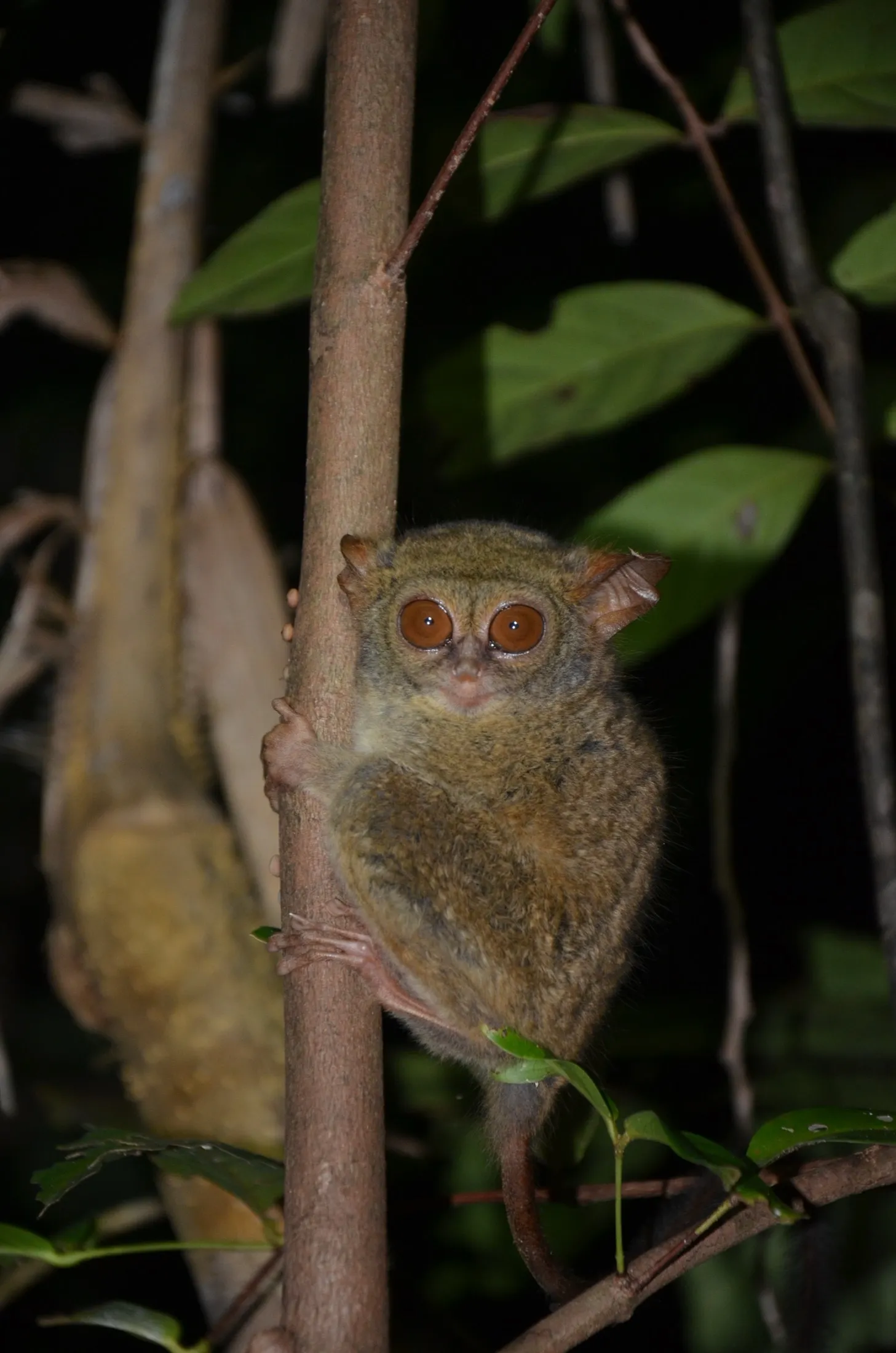 Tarsius spektral Gursky di Cagar Alam Tangkoko Batuangus.