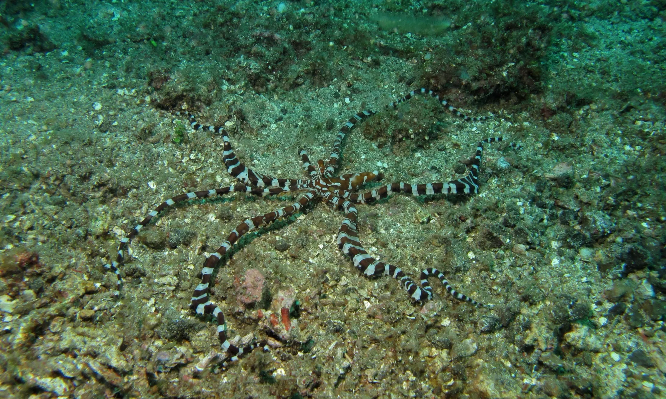 Wonderpus di atas pasir vulkanik hitam, Selat Lembeh.